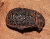 Trox fabricii